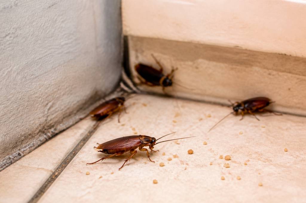 La blatte : comment s’en débarrasser efficacement