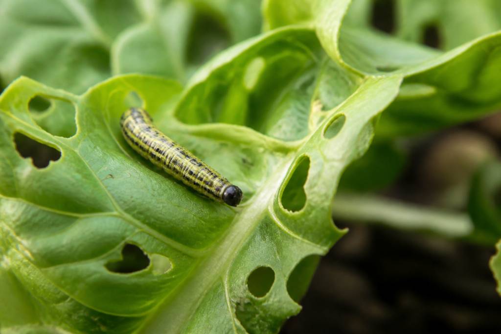 Chenille phytophage : comment reconnaître et limiter les dégâts au jardin