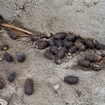 Excrement rat : comment identifier les traces de rats dans votre jardin