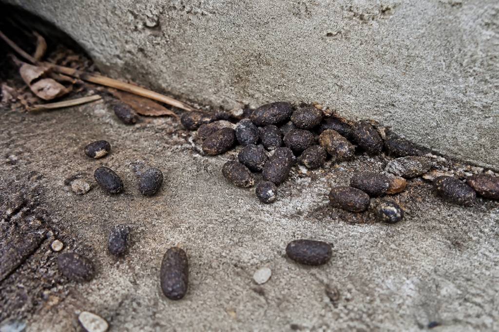 Excrement rat : comment identifier les traces de rats dans votre jardin