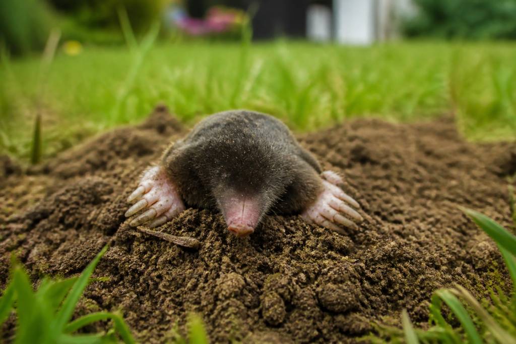 Répulsif naturel iule contre les taupes dans le Rhône