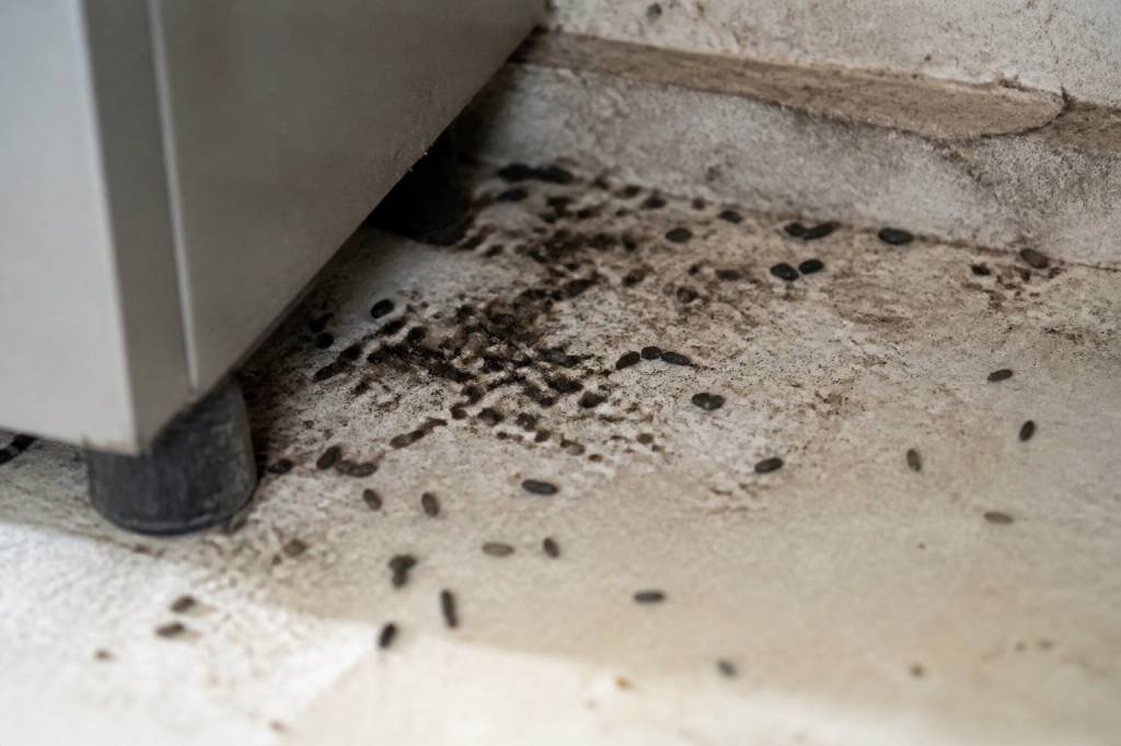 Caca de rat : comment l’identifier et agir rapidement