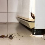 Cancrelat : comment éliminer efficacement les blattes dans votre habitation