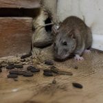 Crotte souris ou rat : comment les reconnaître et agir rapidement