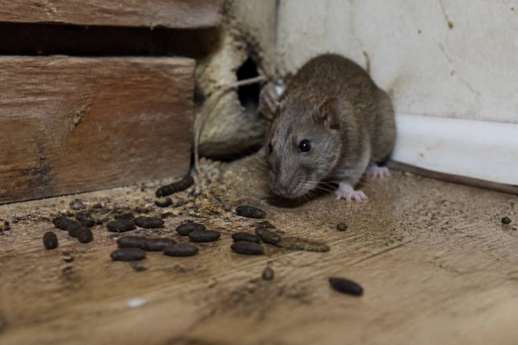 Crotte souris ou rat : comment les reconnaître et agir rapidement