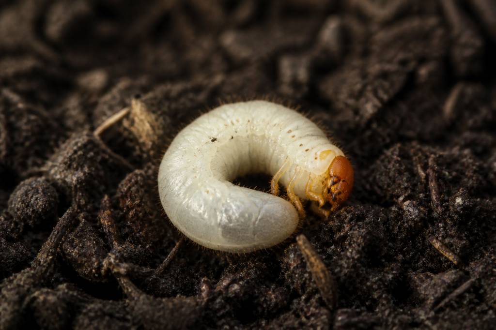 Larves charançons : comment les reconnaître et les éliminer dans le jardin