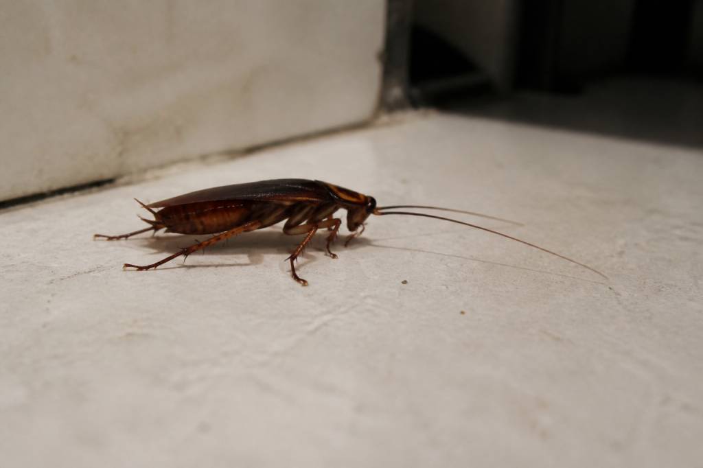 À quoi ressemble une blatte ?