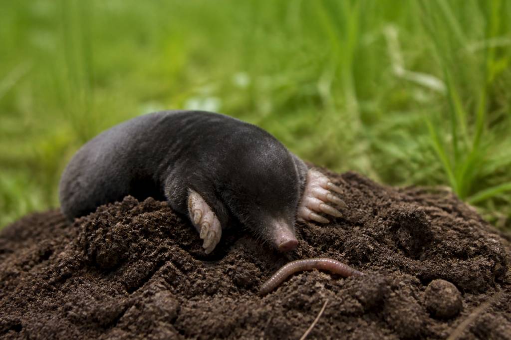 Alimentation taupe : comprendre ce que mange la taupe pour mieux lutter contre ses dégâts