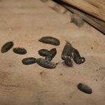 Crottes de rat photos pour identifier les traces et agir contre les nuisibles