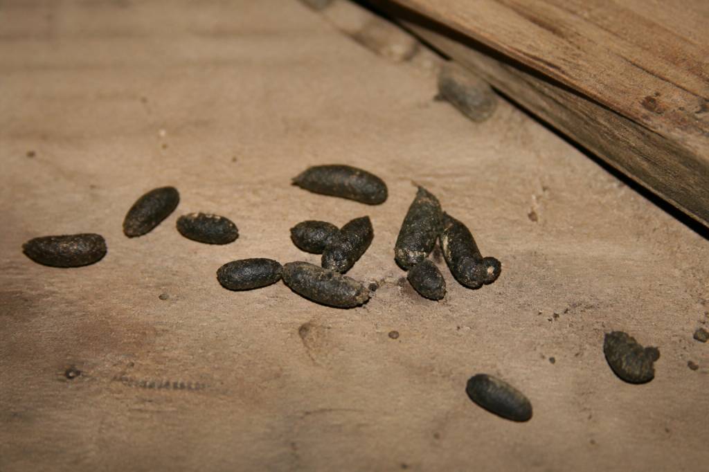 Crottes de rat photos pour identifier les traces et agir contre les nuisibles