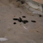 Crottes de rats photos : comment les reconnaître et agir rapidement