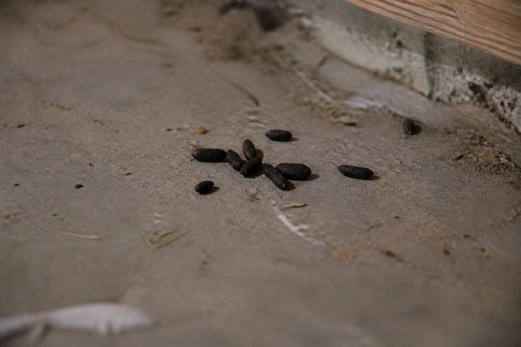 Crottes de rats photos : comment les reconnaître et agir rapidement