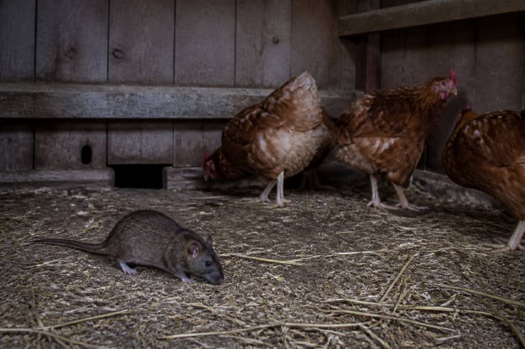 Rat dans poulailler danger : comment protéger vos volailles efficacement