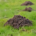 Trou de taupe dans le jardin : causes et solutions pour s’en débarrasser