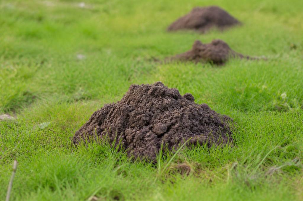 Trou de taupe dans le jardin : causes et solutions pour s’en débarrasser
