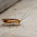 Cafard jaune : comment identifier et éliminer ce nuisible dans le Rhône