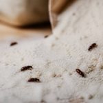 Charançon de farine : comment s’en débarrasser efficacement