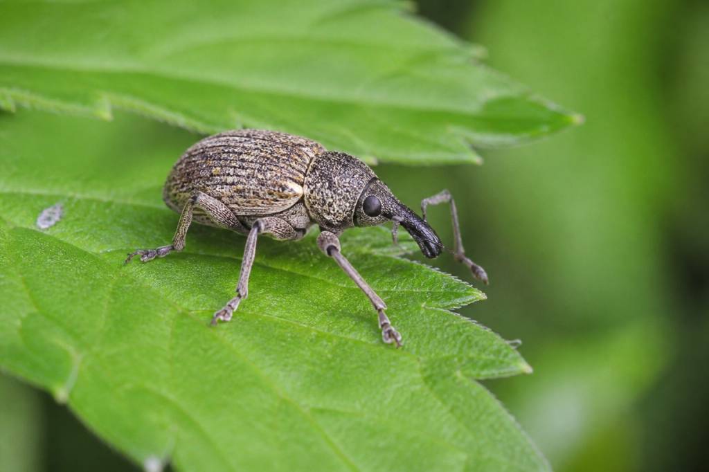Le charançon : comment le reconnaître et limiter ses dégâts au jardin