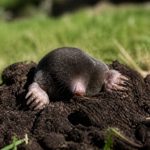 Dératisation et désinsectisation contre les taupes dans le Rhône et la région lyonnaise