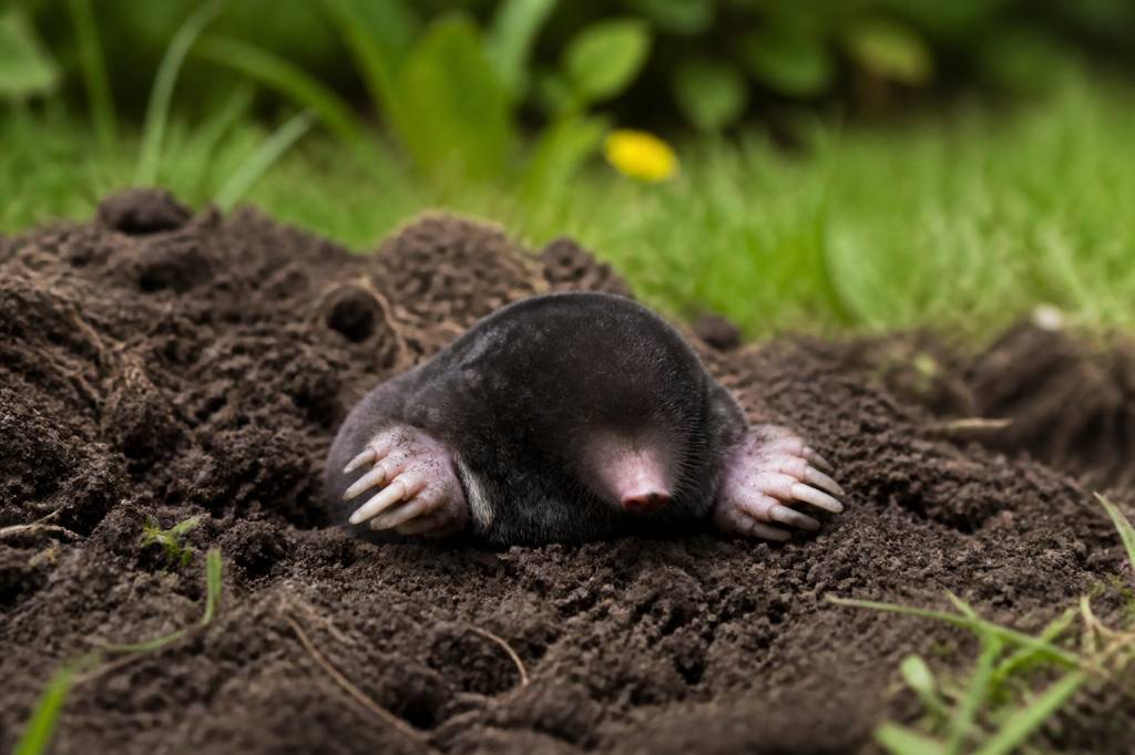 K-obiol pour lutter contre les taupes et protéger votre jardin