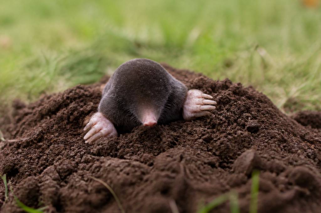 Taupe : comment lutter efficacement contre ses dégâts dans votre jardin