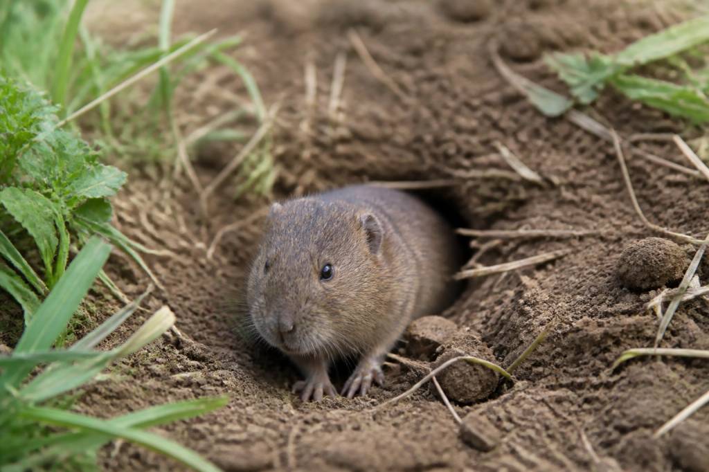 Campagnole terrestre : comment repérer et limiter les dégâts dans votre jardin