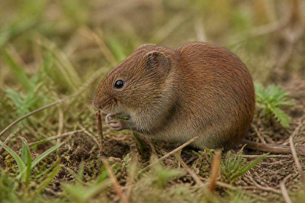 Rat des champs campagnol : comment reconnaître et limiter les dégâts dans votre jardin