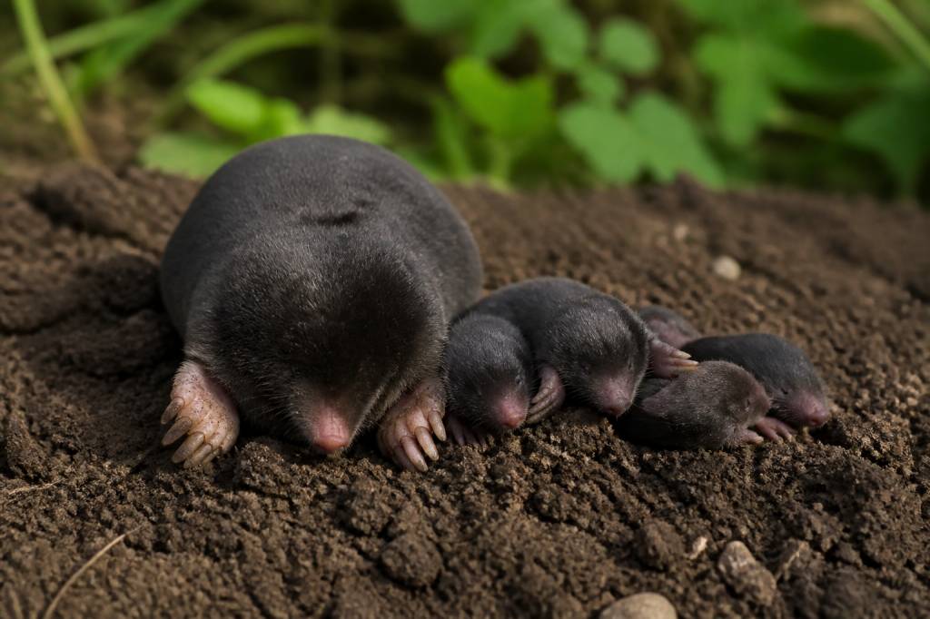 Comment s&rsquo;appelle la femelle de la taupe