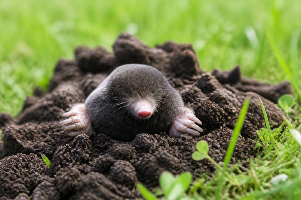 Animaux taupe : comprendre leur présence et protéger votre jardin