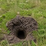 Schéma galerie de taupe : comment repérer les signes d’activité dans votre jardin