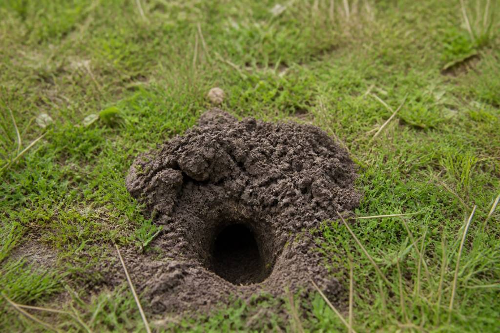 Schéma galerie de taupe : comment repérer les signes d’activité dans votre jardin