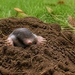 Taupes et rats taupiers : solutions professionnelles pour protéger votre jardin dans le Rhône