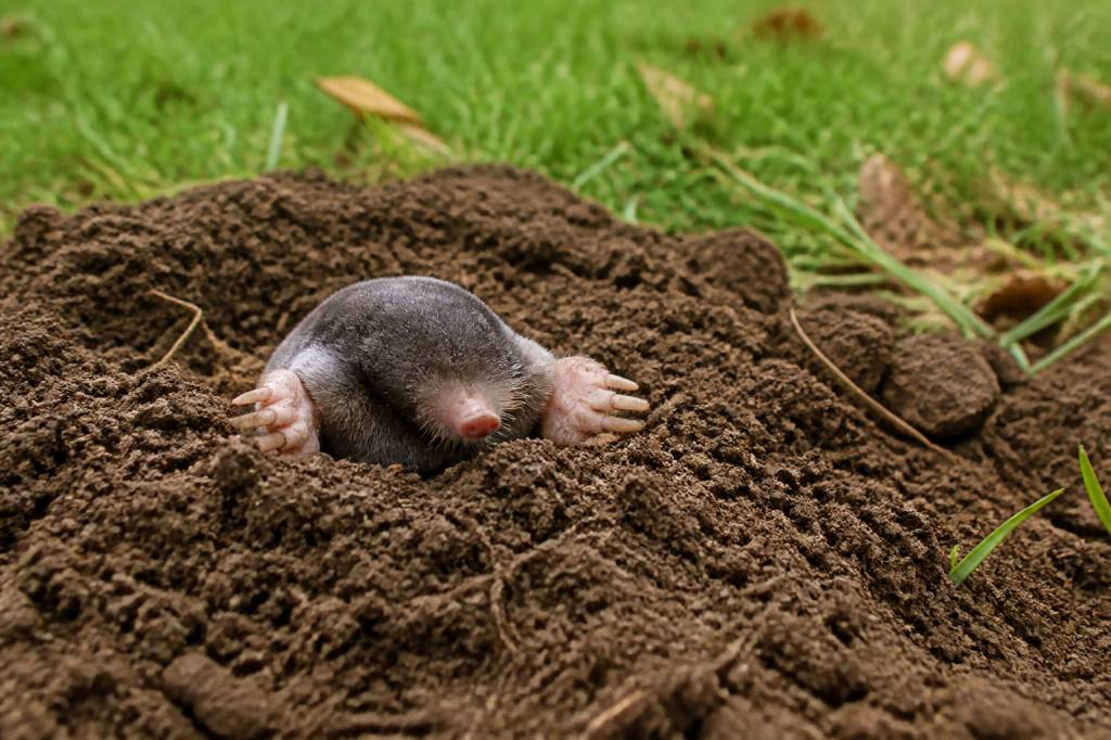 Taupes et rats taupiers : solutions professionnelles pour protéger votre jardin dans le Rhône