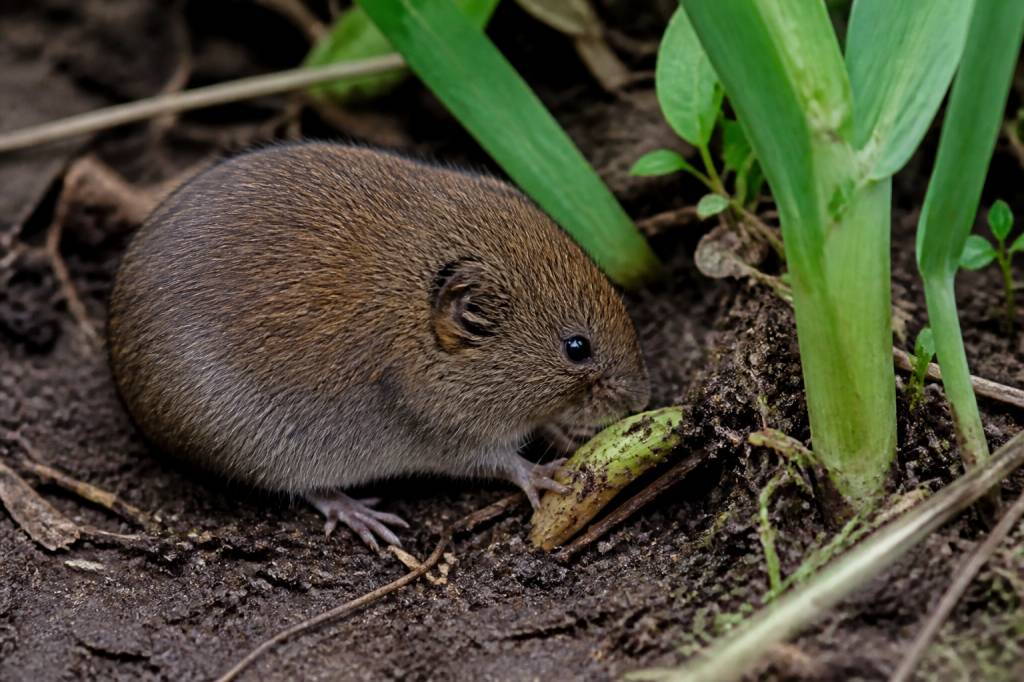 Que mange le campagnol et pourquoi il cause des dégâts dans les jardins ?