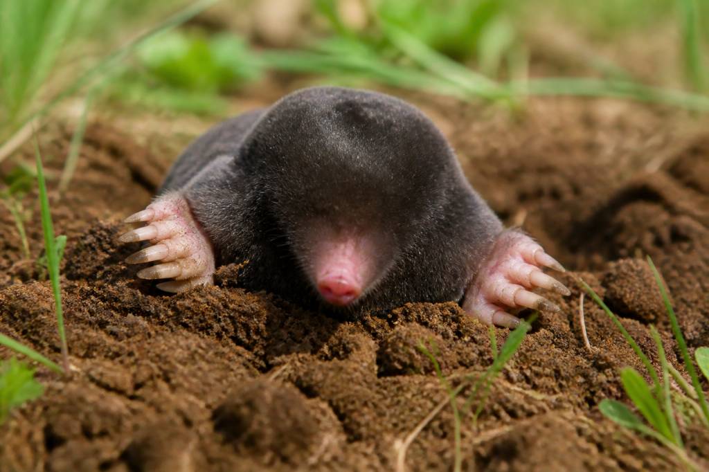 C&rsquo;est quoi une taupe ?
