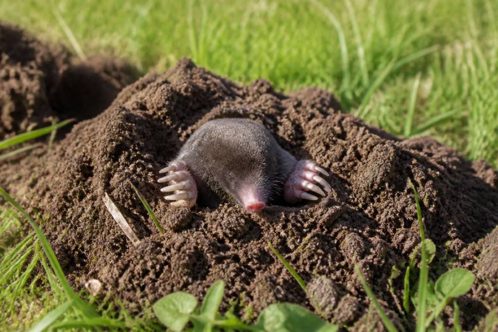 Photos taupes : reconnaître les dégâts et faire appel à un taupier