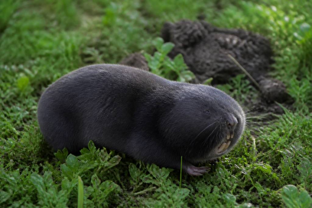Rat taupier dangereux : risques et solutions pour les particuliers dans le Rhône