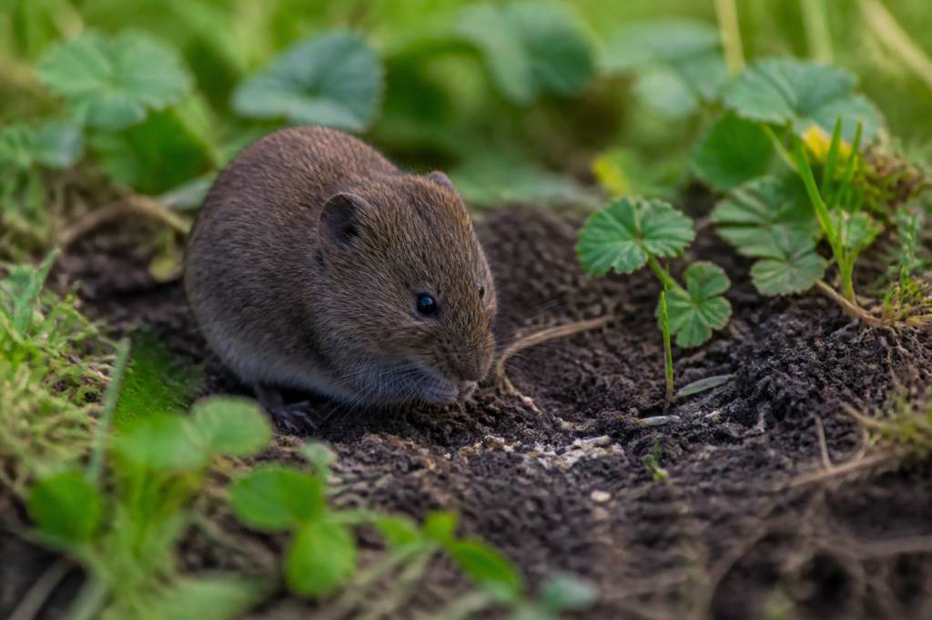 Un campagnol : comment reconnaître et limiter les dégâts dans votre jardin