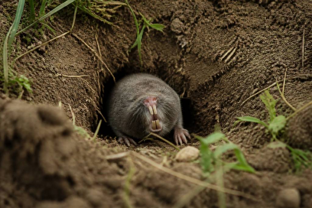 Les rats taupe : comprendre leurs dégâts et faire appel à un taupier dans le Rhône