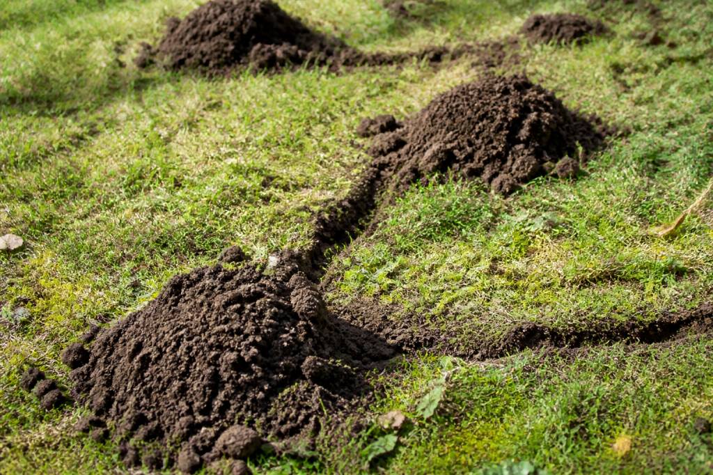Taupinière : schéma de la galerie de taupe pour mieux comprendre les dégâts au jardin