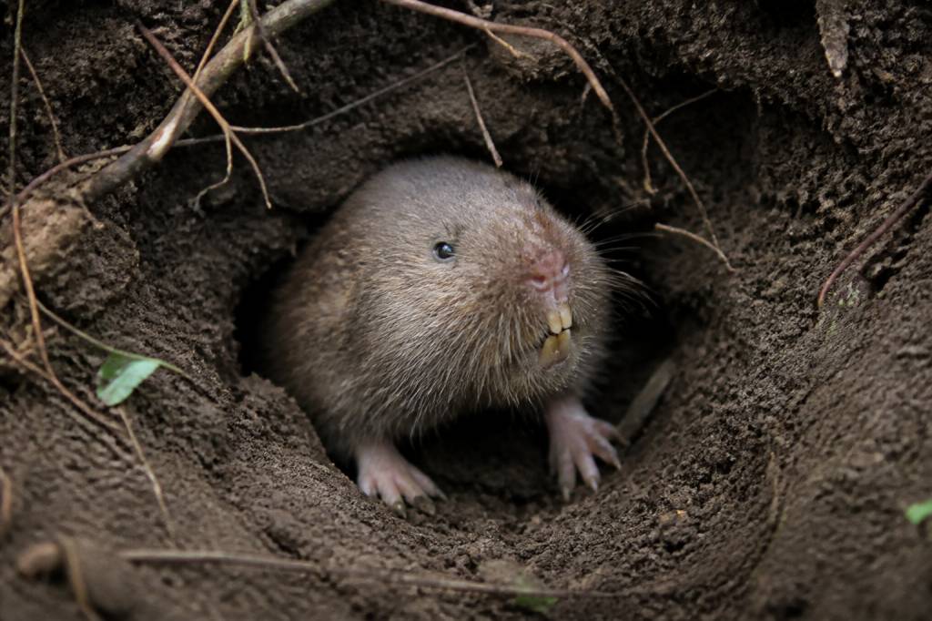Rat taupe photo : comment l’identifier et reconnaître ses dégâts
