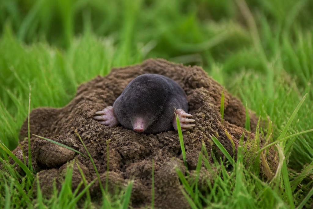 Grosse taupe : comment repérer et traiter les dégâts au jardin