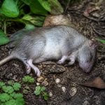 Rat mort dans le jardin : causes, risques et solutions anti nuisibles