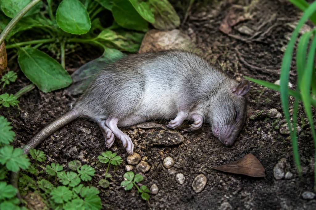 Rat mort dans le jardin : causes, risques et solutions anti nuisibles