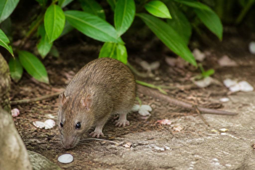 Rat au pied : identifier et éliminer efficacement les nuisibles du jardin