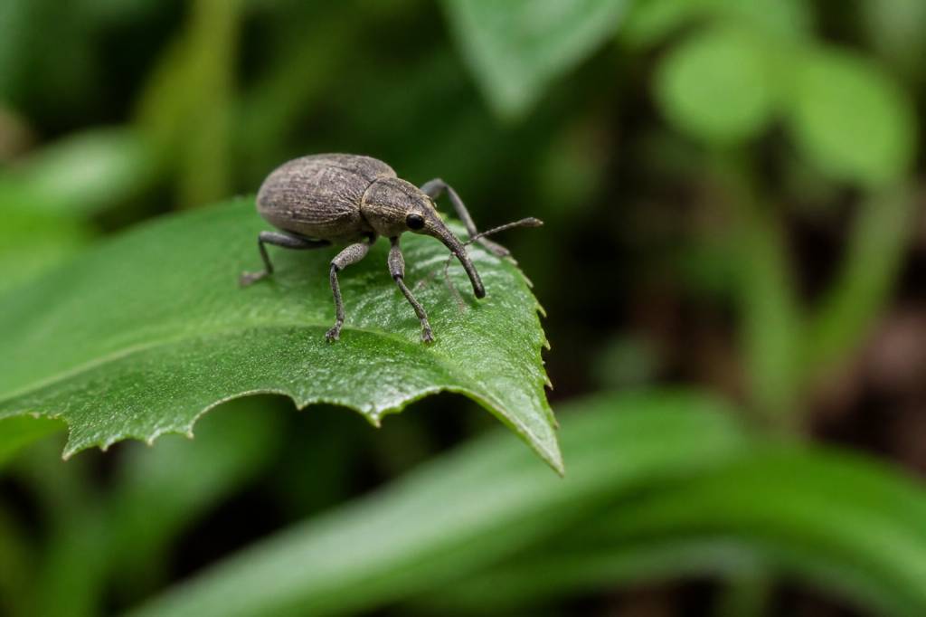 Curculionidae dangereux pour le jardin comment les reconnaître et protéger vos espaces verts