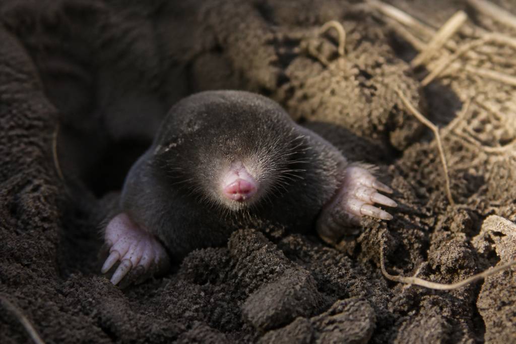 Petite taupe animal : tout savoir pour reconnaître et limiter ses dégâts dans votre jardin