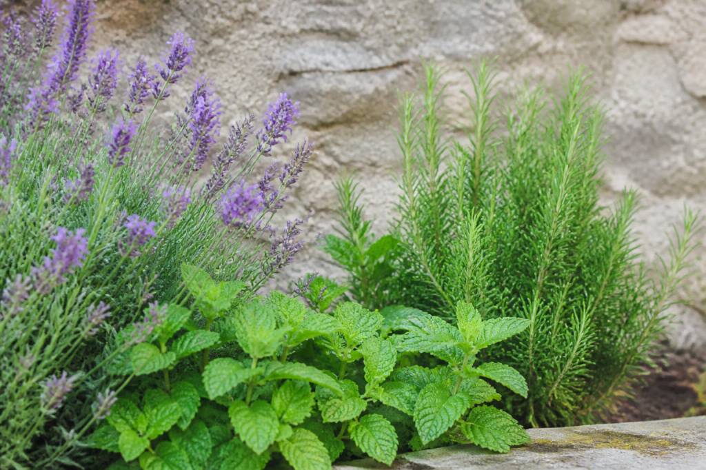 Plantes répulsives rats : quelles espèces utiliser pour éloigner les rongeurs ?