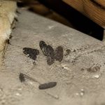 Crotte de fouine photo : comment l’identifier et que faire dans le Rhône