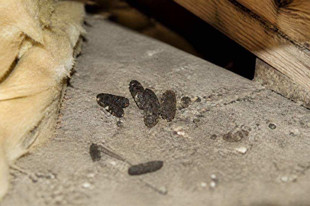 Crotte de fouine photo : comment l’identifier et que faire dans le Rhône